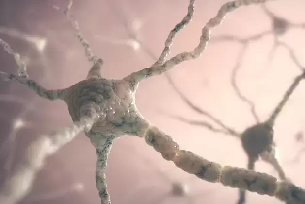 Struktur des Neurons